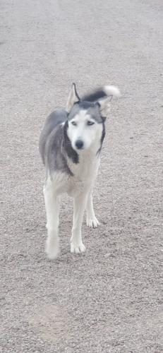 Lost Female Dog last seen West iowa st, Drexel Heights, AZ 85757