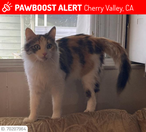 Lost Female Cat last seen Near Cherry Valley Blvd, near Beaumont high school, Cherry Valley, CA 92223