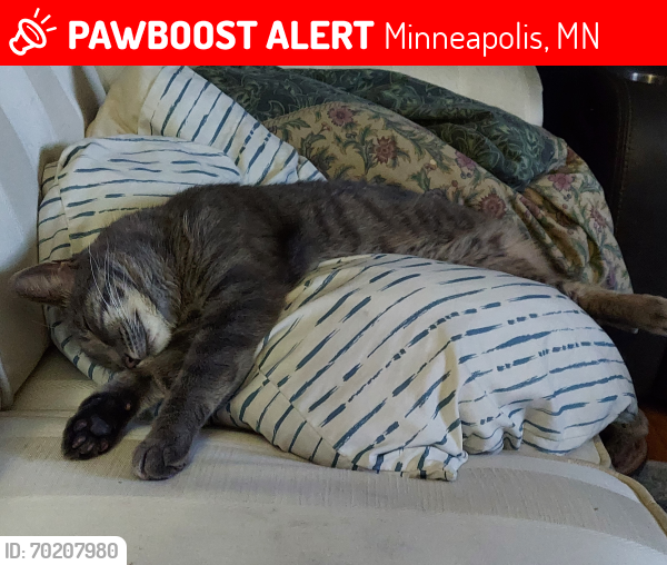 Lost Female Cat last seen 7th St NE and 23rd St  NE Minneapolis , Minneapolis, MN 55418