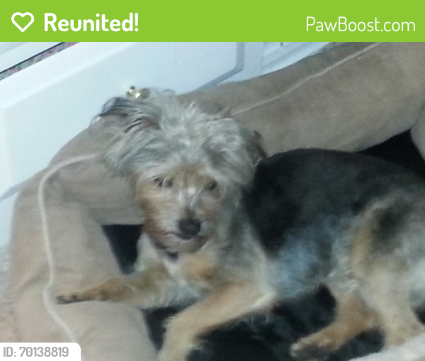 Reunited Male Dog last seen Mountain and West D Street, Ontario, CA 91762