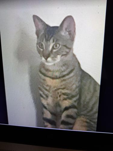Lost Female Cat last seen S College & Jones St, Santa Maria, CA 93454