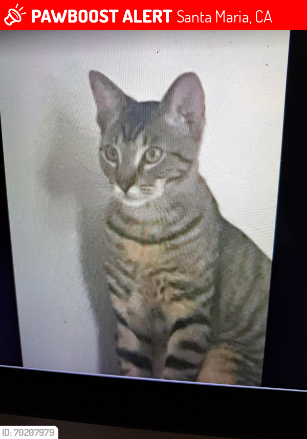Lost Female Cat last seen S College & Jones St, Santa Maria, CA 93454