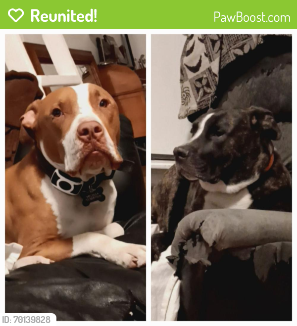 Reunited Male Dog last seen Broadway and dartnouth, Englewood, CO 80113