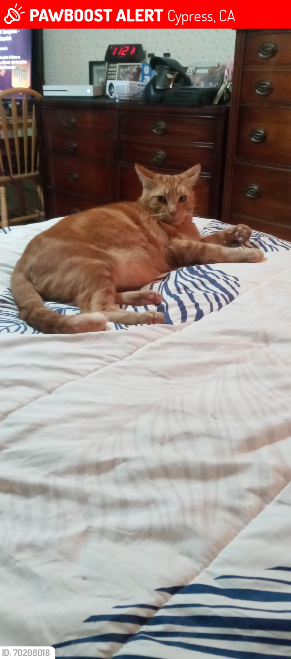 Lost Male Cat last seen Orange, Bloomfield, Cypress, CA 90630