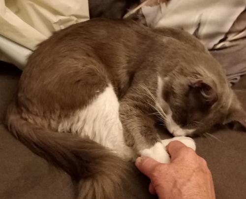 Lost Male Cat last seen Palo Verde and South St., Lkwd,, Lakewood, CA 90713