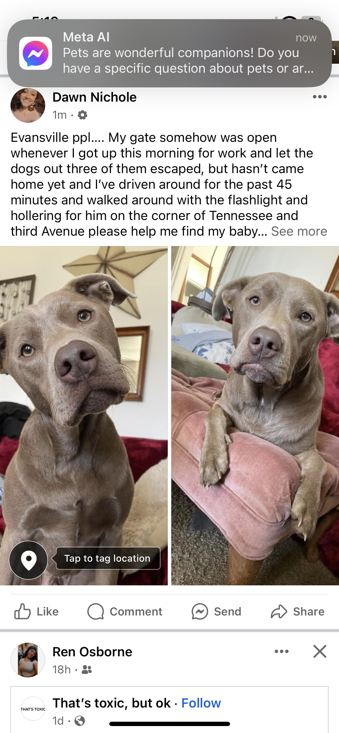 Lost Male Dog last seen W Tennessee and 3rd ave , Evansville, IN 47710