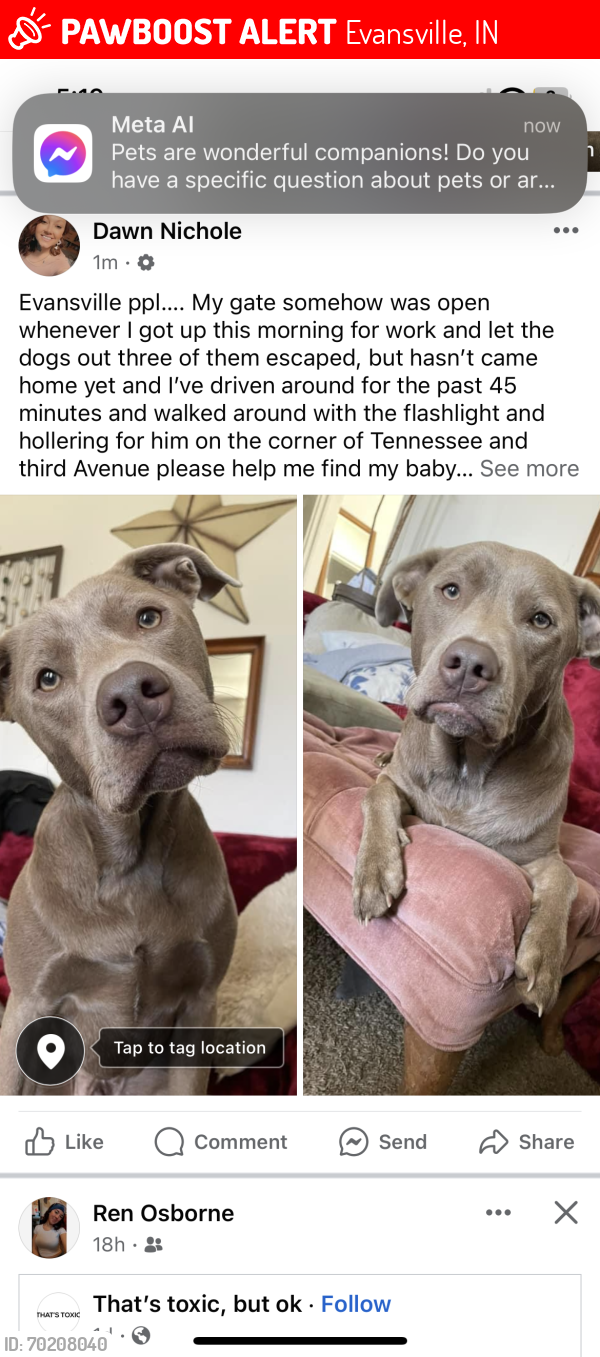 Lost Male Dog last seen W Tennessee and 3rd ave , Evansville, IN 47710