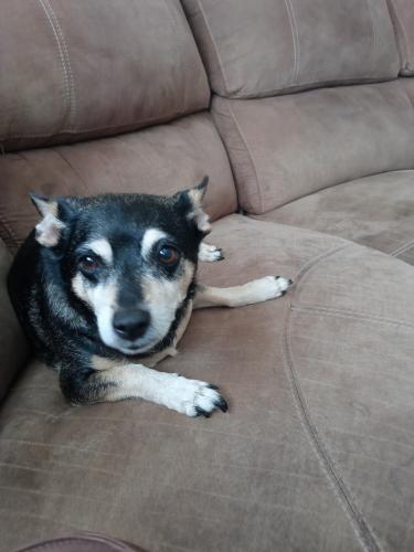 Lost Male Dog last seen Darnell and 93rd street, Milwaukee, WI 53224