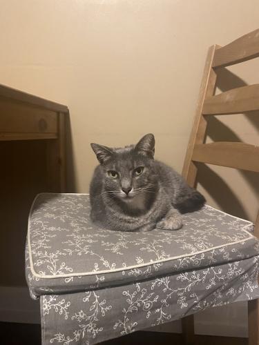 Lost Female Cat last seen E McIver St and Dunn St, Angier, NC 27501