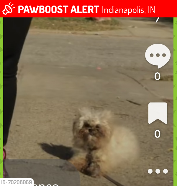 Lost Female Dog last seen And Lawrence, Indianapolis, IN 46226