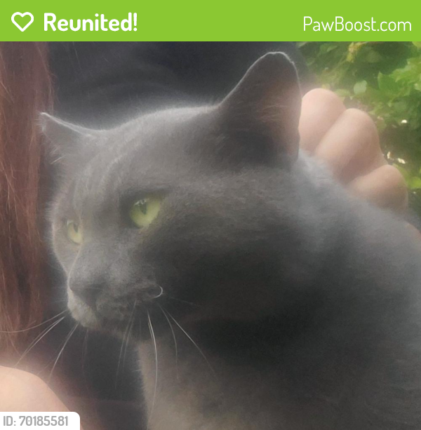 Reunited Male Cat last seen Sunset Strip & NW 109th Avenue, Sunrise FL, Sunrise, FL 33322