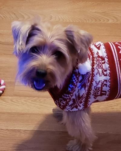 Lost Male Dog last seen 80th st and 97th Avenue, Queens , Queens, NY 11416