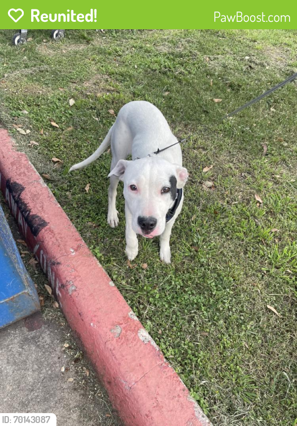 Reunited Female Dog last seen Houston, TX 77087, USA, Houston, TX 77087