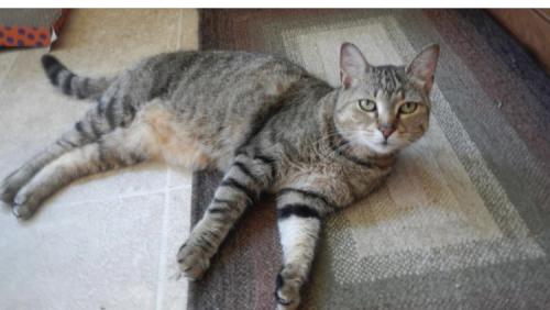Lost Male Cat last seen The Fields at Indian Creek, Emmaus, PA 18049