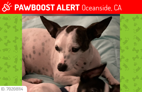 Lost Female Dog last seen Fireside park Oceanside ca, Oceanside, CA 92057