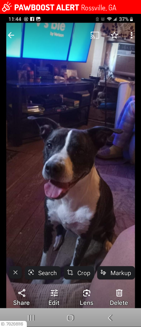 Lost Female Dog last seen East circle and Claire  street, Rossville, GA 30741
