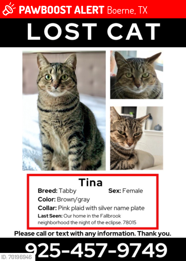 Lost Female Cat last seen I-10 and Old Fredericksburg Rd , Boerne, TX 78015