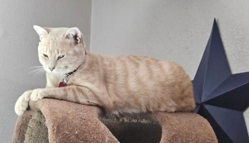 Lost Male Cat last seen E St rd 28 and n 100 e, Monroe Township, IN 46001