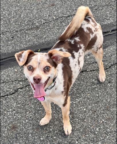 Lost Female Dog last seen 36th Avenue , Queens, NY 11103