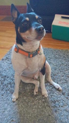 Lost Male Dog last seen Snyder Park Elementary, Springfield, OH 45504