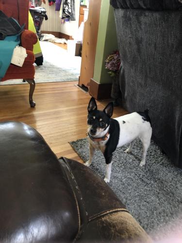 Lost Male Dog last seen Snyder Park Elementary , Springfield, OH 45504