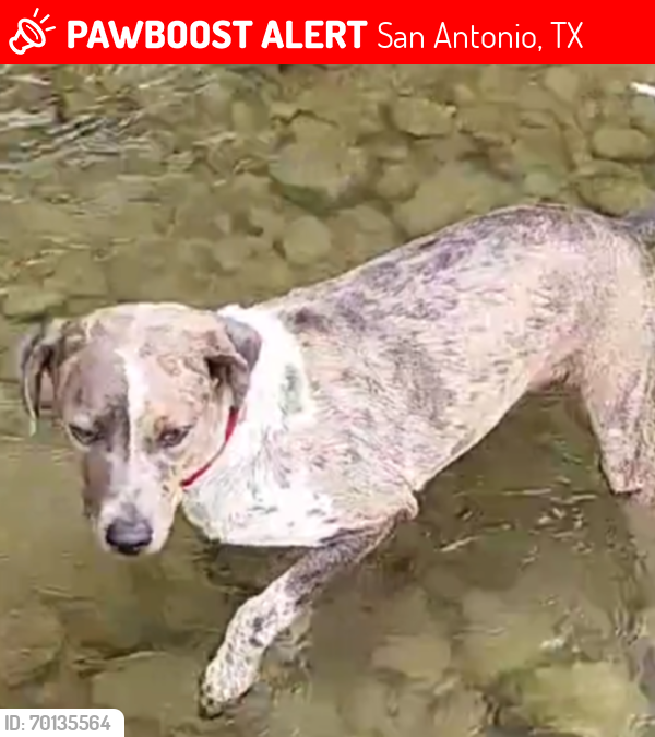 Lost Male Dog last seen Tezel Rd and timber path by the mad pecker brewery , San Antonio, TX 78250