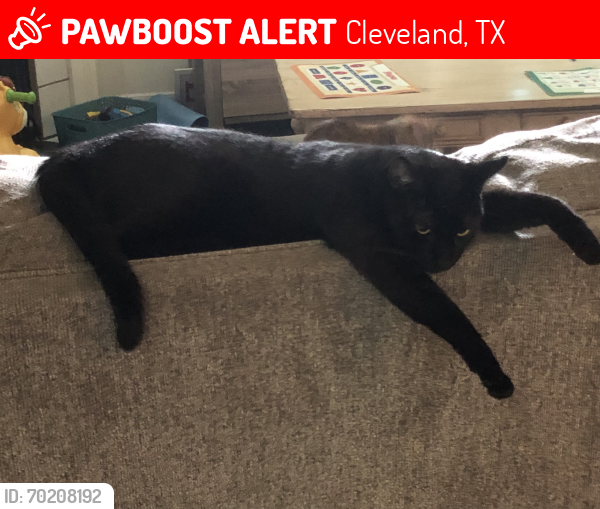 Lost Male Cat last seen Rawlins Rd and FM1725 Cleveland Tx, Cleveland, TX 77328