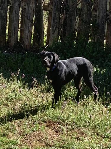 Lost Male Dog last seen Berea, South Carolina, Greenville, SC 29601