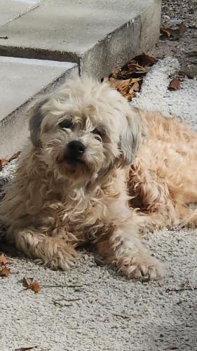 Lost Male Dog last seen Choctaw Village Drive 33613, Tampa, FL 33613