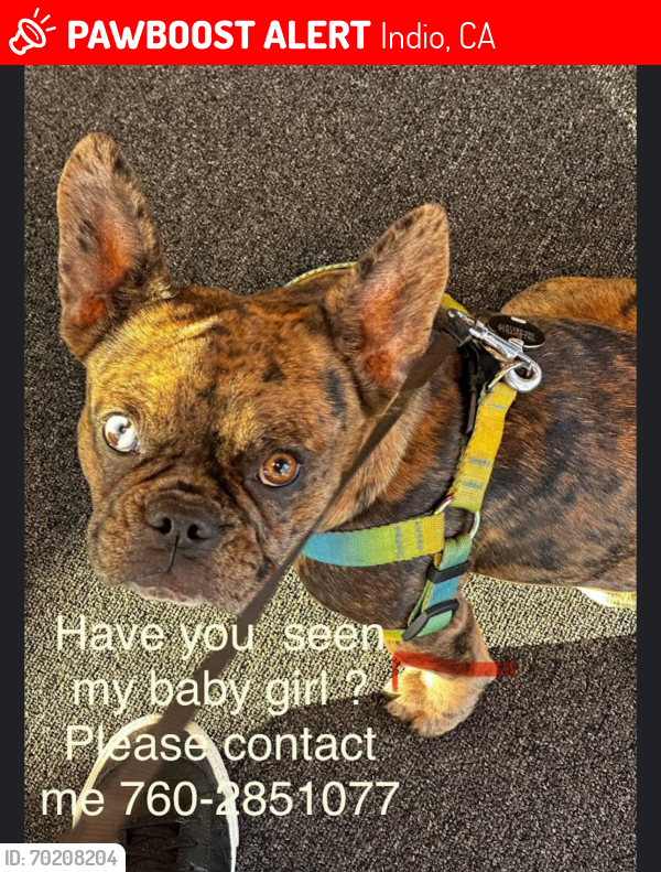 Lost Female Dog last seen Monroe and 48th , Indio, CA 92201