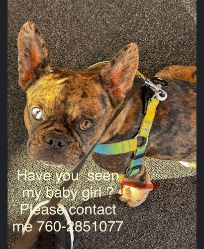 Lost Female Dog last seen Monroe and 48th , Indio, CA 92201
