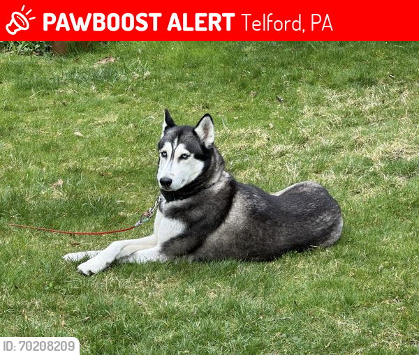 Lost Female Dog last seen Country View Way, Telford, PA 18969