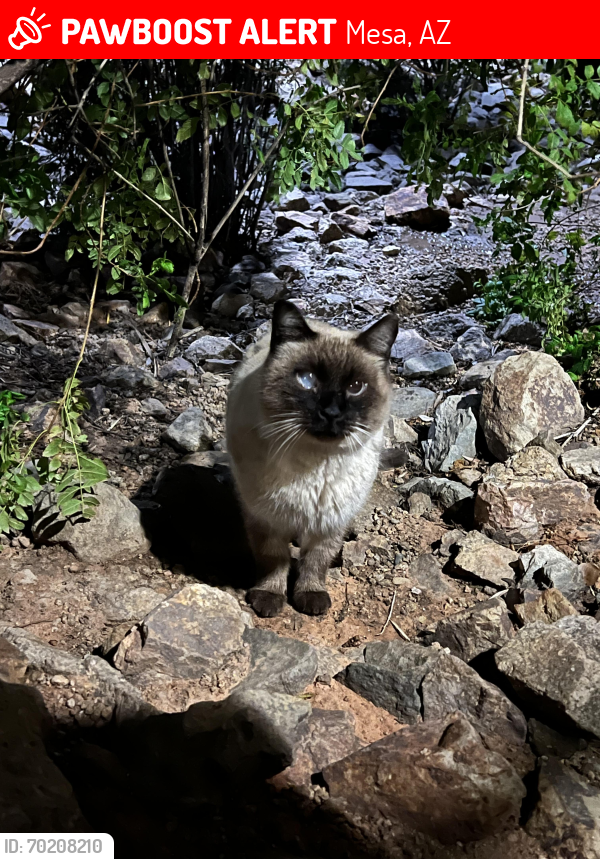 Lost Male Cat last seen Parking lot of Stapley Medical Center, Mesa, AZ 85233