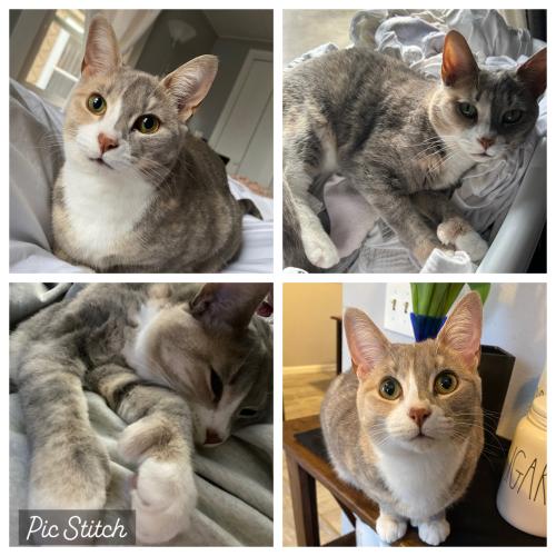 Lost Female Cat last seen W.Chestnut St. East Rochester, Ny, East Rochester, NY 14445