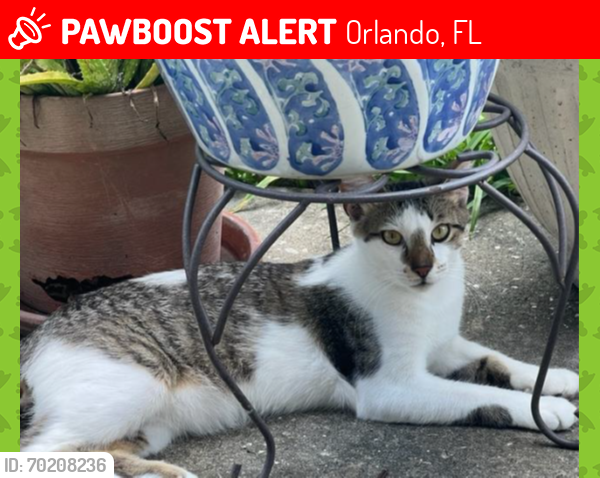 Lost Male Cat last seen Near Aries Drive Orlando FL 32837, Orlando, FL 32837