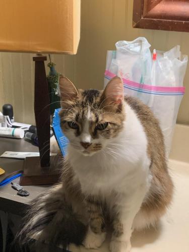 Lost Female Cat last seen Sandy Plains, Marietta, GA 30066