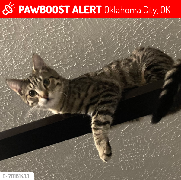 Lost Male Cat last seen Western and heffner, Oklahoma City, OK 73114