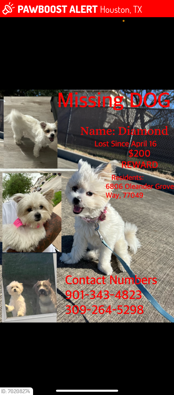 Lost Female Dog last seen Oleander Grove, Houston, TX 77049
