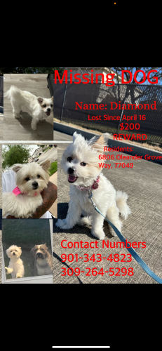 Lost Female Dog last seen Oleander Grove, Houston, TX 77049