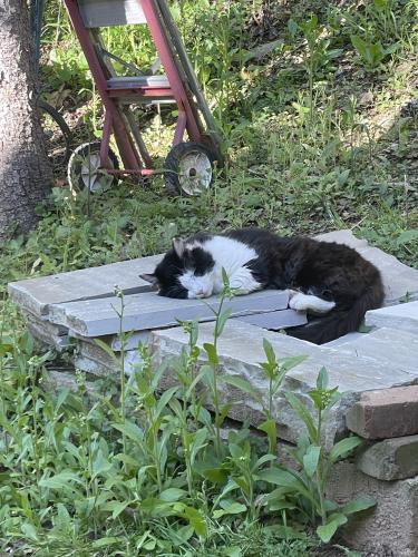 Lost Female Cat last seen Indian grave rd, Lenoir, NC 28645