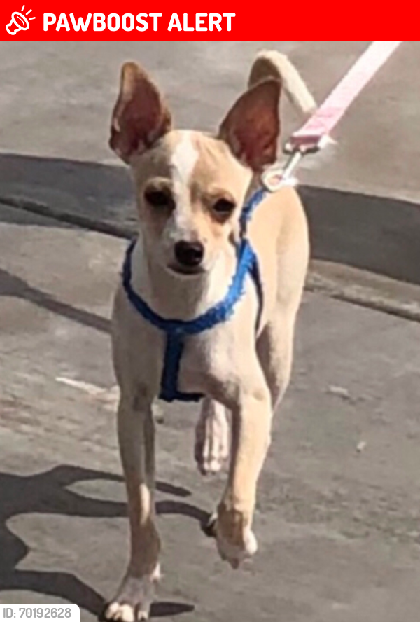 Lost Male Dog last seen Near E Junction St, AJ, AZ 85119, Apache Junction, AZ 85119