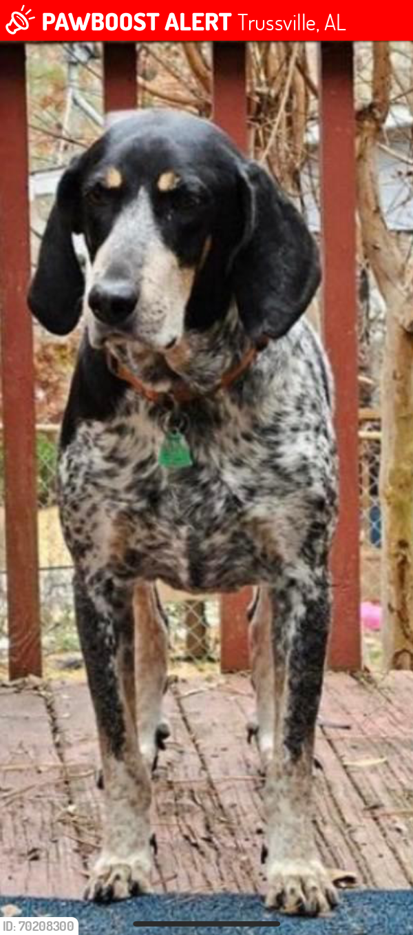 Lost Male Dog last seen Camp Coleman Rd & Wind Song Dr, Trussville, AL 35173