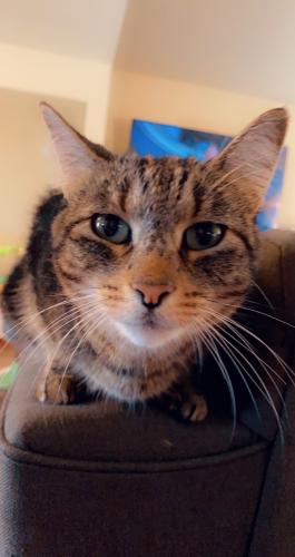 Lost Female Cat last seen Our  on E Monroe Ave , Hartford, WI 53027