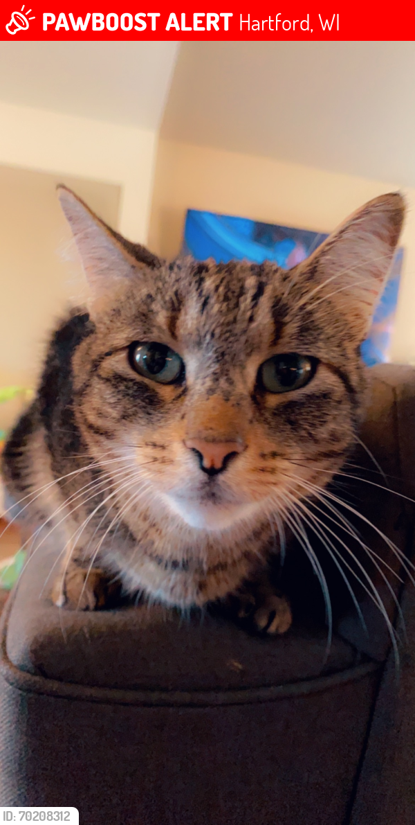 Lost Female Cat last seen Our  on E Monroe Ave , Hartford, WI 53027