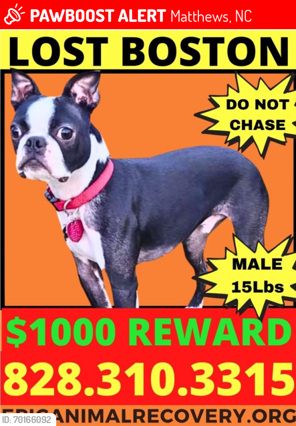 Lost Male Dog last seen E Independence Blvd & Sam Newell Rd near the Cracker Barrel and Boston Market, Matthews, NC 28105