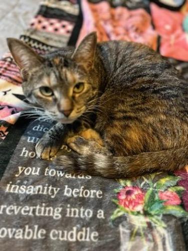 Lost Female Cat last seen Florence and Burlington , Downers Grove, IL 60515