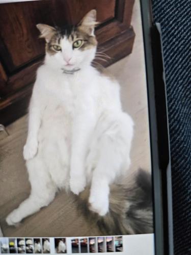 Lost Female Cat last seen Highland Ave Clearwater FL , Clearwater, FL 33755