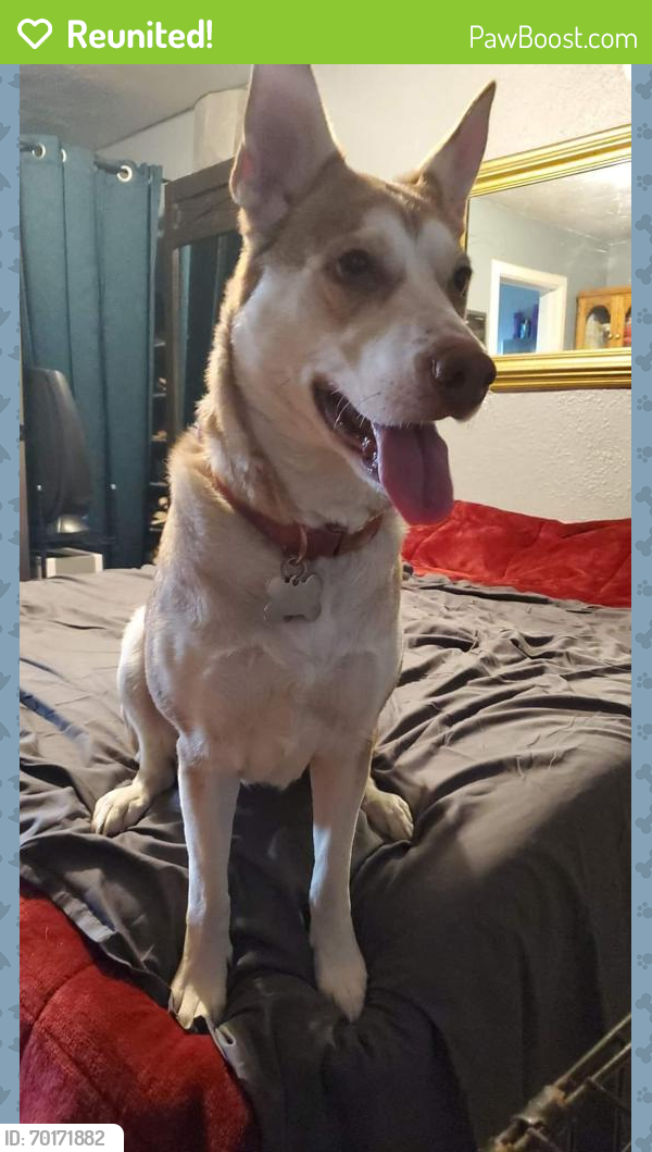 Reunited Female Dog last seen Petsmart on Coleman, San Jose, San Jose, CA 95112