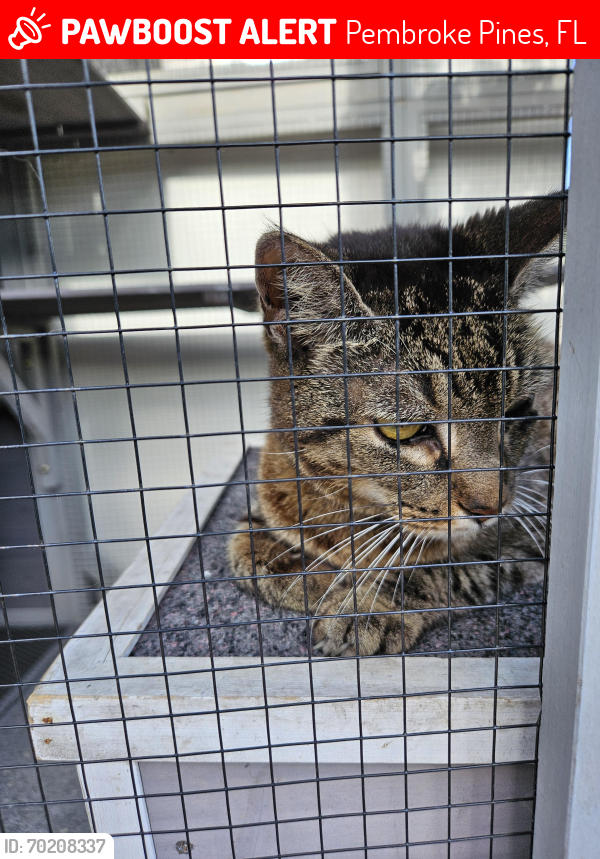 Lost Female Cat last seen Doglas RD and Taft, Pembroke Pines, FL 33025