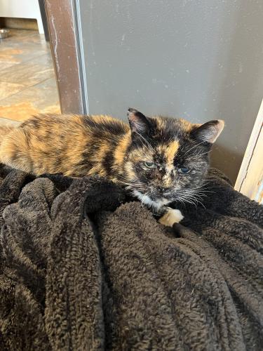 Lost Female Cat last seen Poplar and maple, Neptune Township, NJ 07753